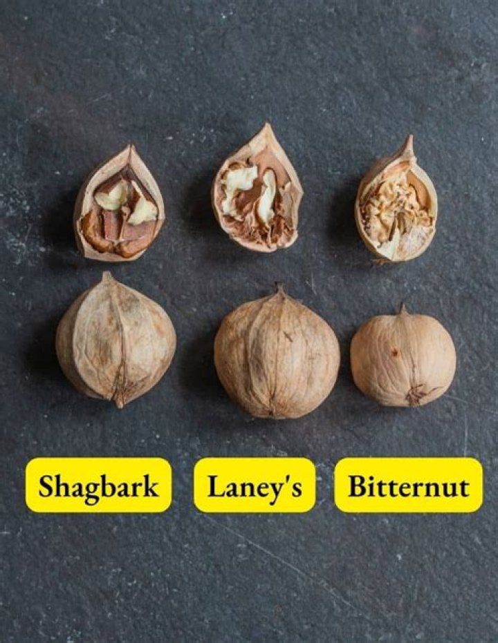 Can dogs eat shagbark hickory nuts?