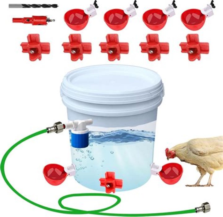 Can ducks drink out of chicken waterer?