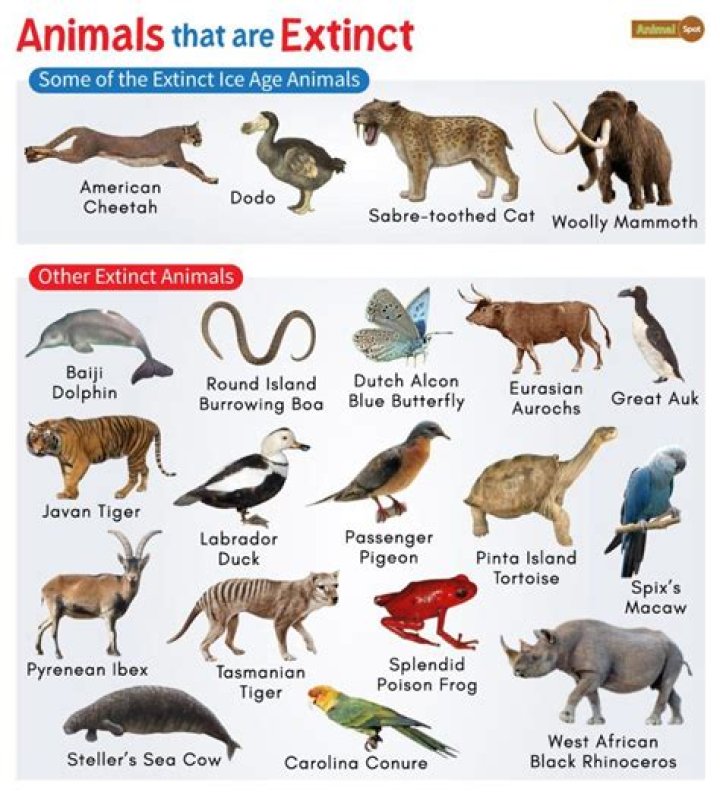 Do animals get traumatized?
