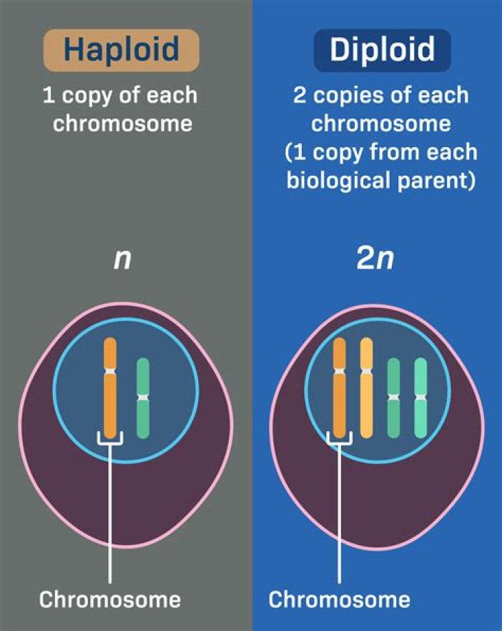 Was does diploid mean?