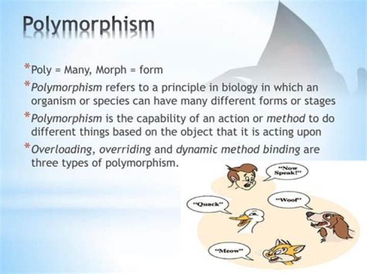 What does polymorphic mean?