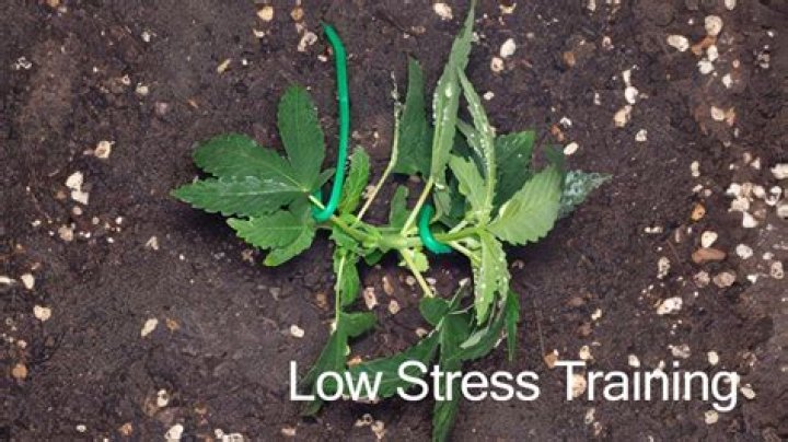 What is lst training?