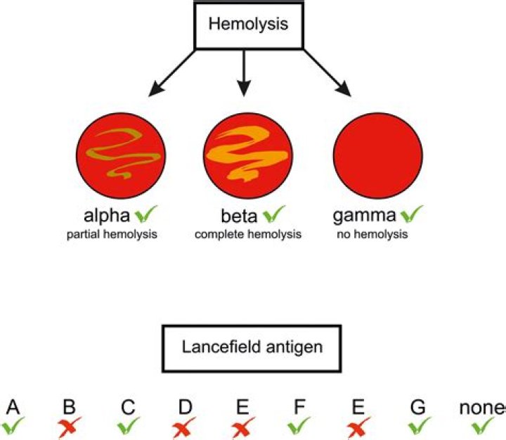 What is meant by haemolysin?