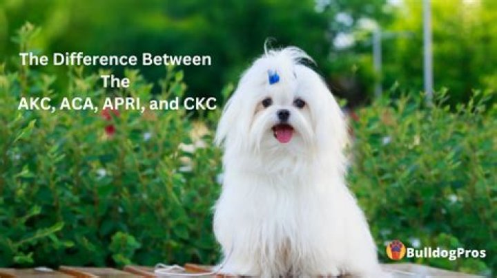 What is the difference between akc and pedigree?