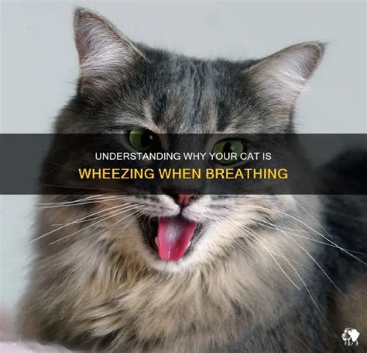 When my cat breathes it whistles?