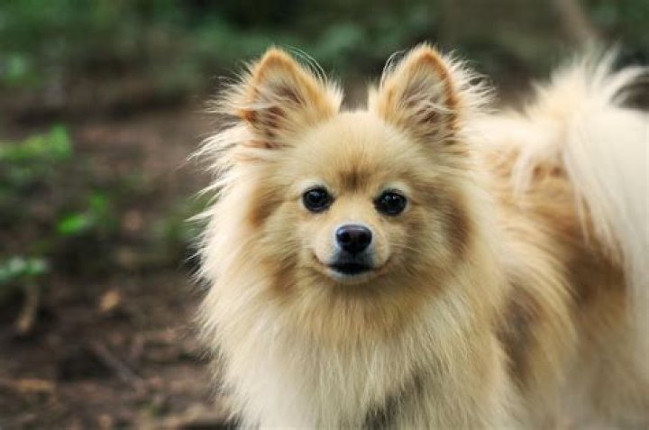 Where did pomeranians come from?