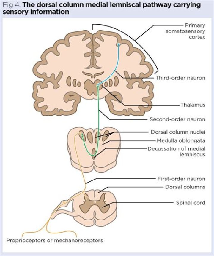 Where does medial lemniscus decussation?