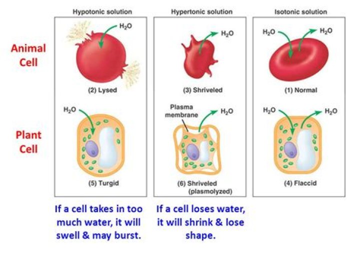 Which cell has crenated?